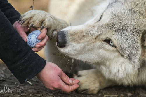 wolfscience:  Chitto really wants that egg!Photos: Rooobert Bayer