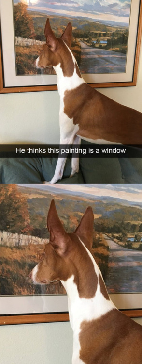 animalsnaps:more dog snaps porn pictures