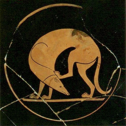 art-nimals:The Euergides Painter (active c. 500 BC), Laconian hound scratching its head, painted pot