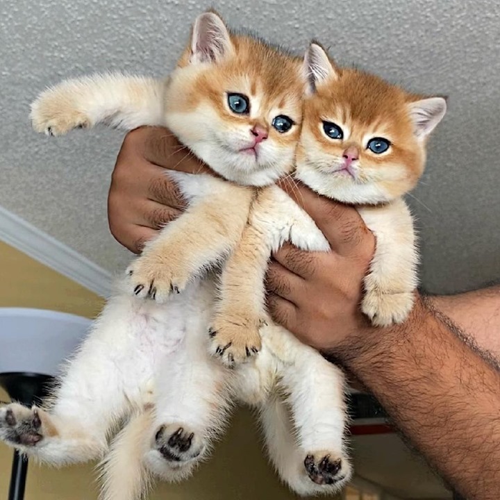 From @kevin_britishcat: “My babies Ed & Charlie 🍨” #cutepetclub [ ]