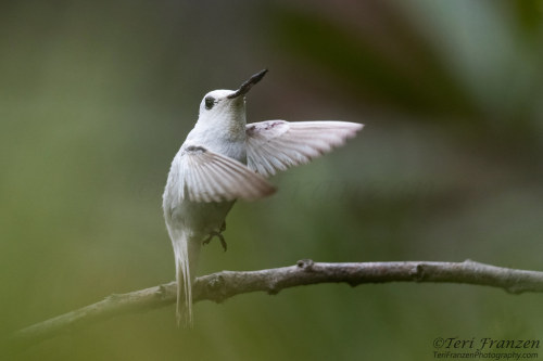 Anna’s Hummingbird (Calypte anna)© Teri Franzen