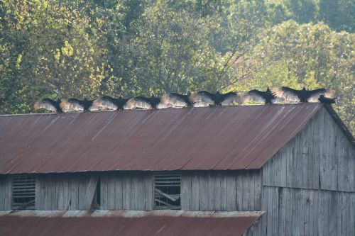 Vultures sunning themselves. : pics
