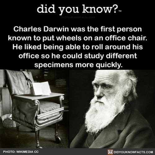 did-you-know:  Charles Darwin was the first person known to put wheels on an office chair. He liked being able to roll around his office so he could study different specimens more quickly. (Source, Source 2)