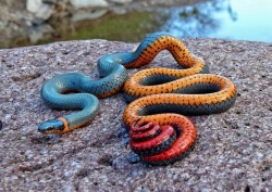sixpenceee:The regal rink-neck snake are best known for their