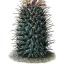 beer-cactus