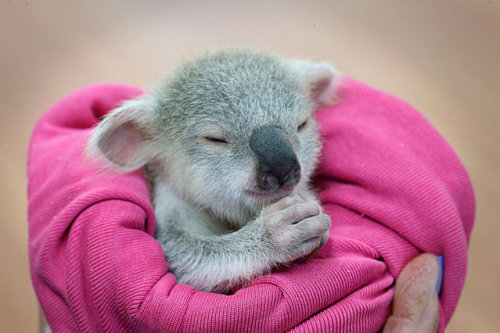 sink-the-dynasty:diaryofamanchild:magicalnaturetour:An adorable baby koala is seen enjoying a 