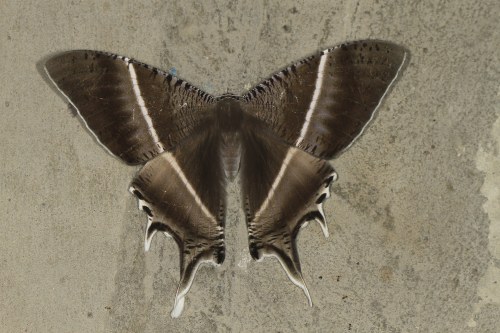 Tropical swallowtail moth (Lyssa zampa)