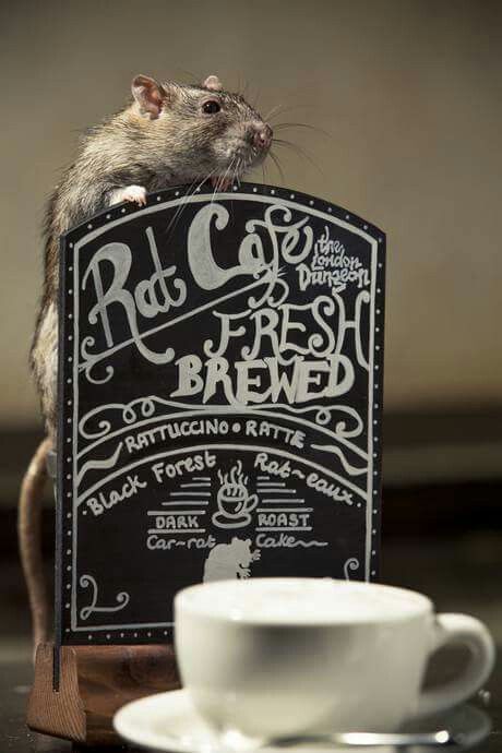 coolthingoftheday:The Rat Cafe in London, England offers diners the chance to get coffee and a meal 
