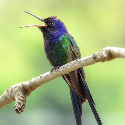 We’re proud to support creation of a hummingbird garden in Serra do Urubu - Reserva Pedra D'An