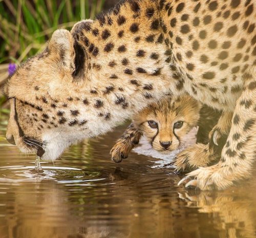 funnywildlife:For this Big Caturday #WildographyPresents A cheetah mother and her ultra cute cub spo