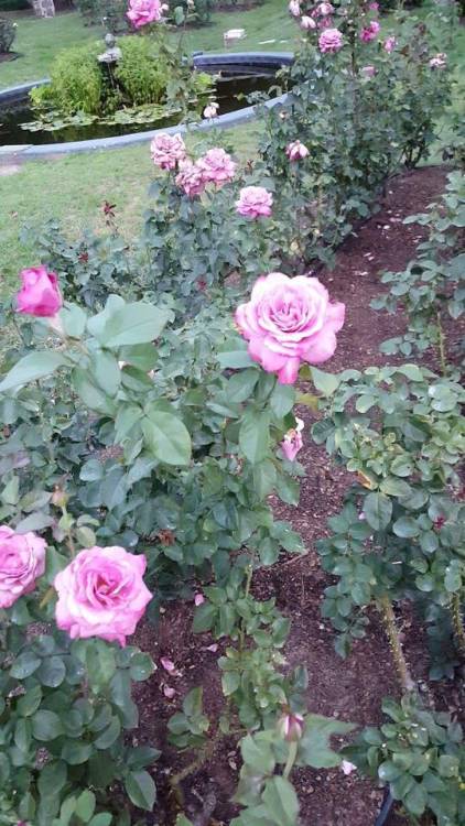 trans-witch-lexi:  I went to a rose garden and it was so beautiful!!!