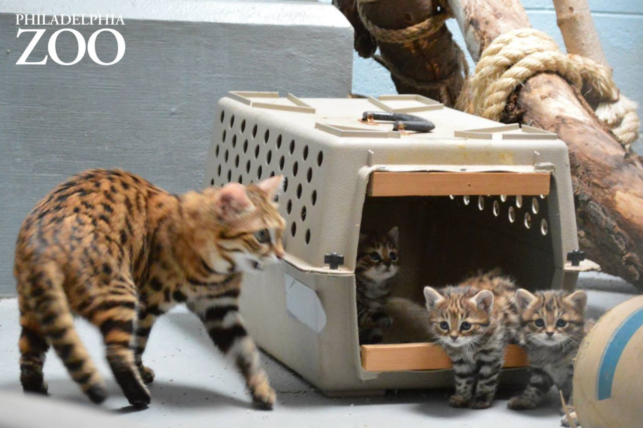 elenoa:  dreamyoswin:  zooborns:  Philly Zoo’s First Ever Black-footed Cat Kittens