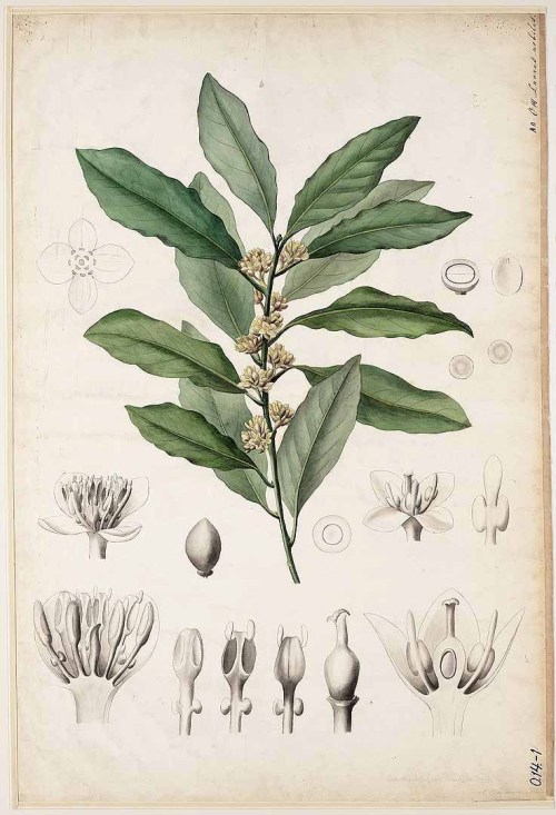 Anna Hoogkamer, Laurel / Laurus nobilis, botanical wall chart, 1880.Engraving. Industrieeschool voor