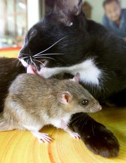 phototoartguy:  Auan, a seven-year-old female cat, licks the body of Jeena, a three-year-old male mouse. Reuters