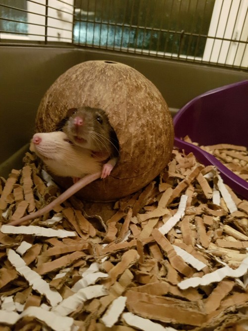 ahhthehorriblethings:  Logan and Scott are so small they can both fit in the coconut together.  They’re 10 week old fancy rats. 
