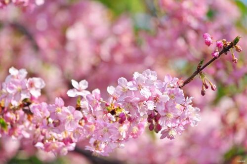 10 March 2022. Sakura blossoms (Cerasus lannesiana оr Kawazu-zakura / カワヅザクラ) in Tokyo, Japan