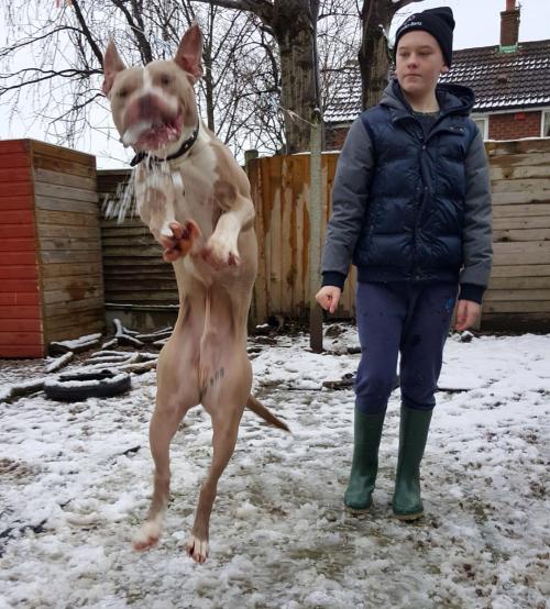 #snowy days 😂😂 #pitbullmom #pitbulllove #pitbulladvocate #pitbull #pitbullsofinstagram #pitsofinstagram #pits #pitsofig #instapits #showoffyourpits #endbsl #ItsRayningPits #RaynesHouse #bulldogsofinstagram #bullbreeds #bullylife by leah__hanna