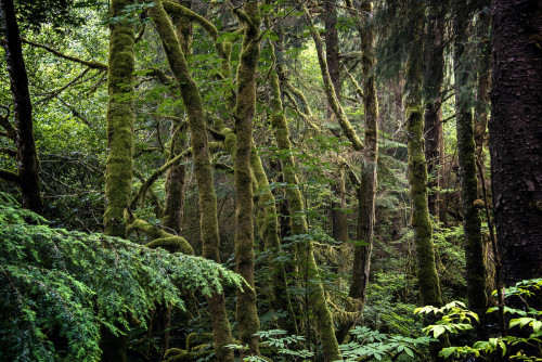 forest grove by jody miller