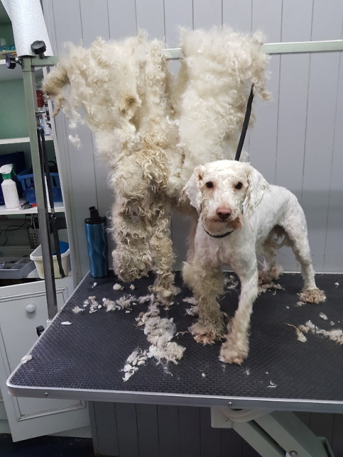 kushonthecoast: triggeredmedia: vadenspoo: grooming-tails:  Here is the most sweet patient lovely bo