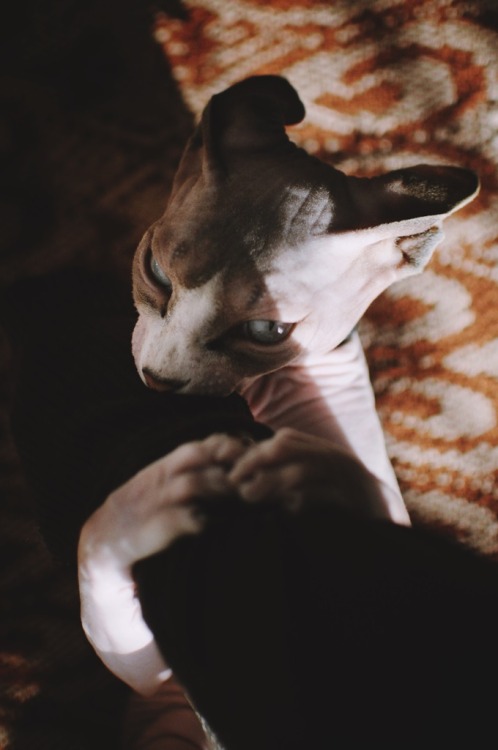 sphynx cat