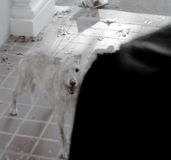 slayere-deactivated20160507: Daryl trying to help abandoned animals in the midst