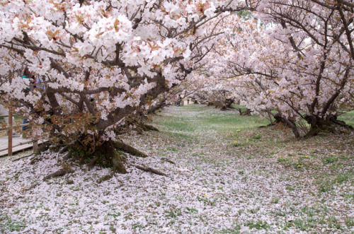 japan-overload:by  Hisanori