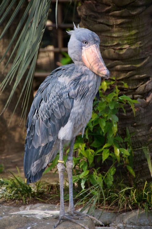 This stork-like bird is probably best known for, you guessed it, its massive beak. In fact, the bill
