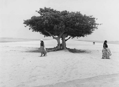 arsvitaest:  Flor GarduñoTree of Life, Mexico, 1982, gelatin silver printOcotal II, Mexico, 1987, gelatin silver print