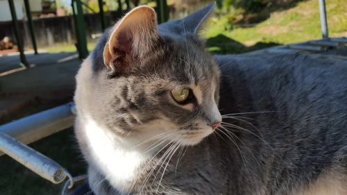 glitterslither: tailsandco: glitterslither: tailsandco: pt. 1 of my pets and their name sakes, in or