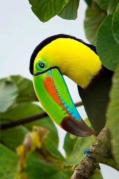 Keel billed toucan