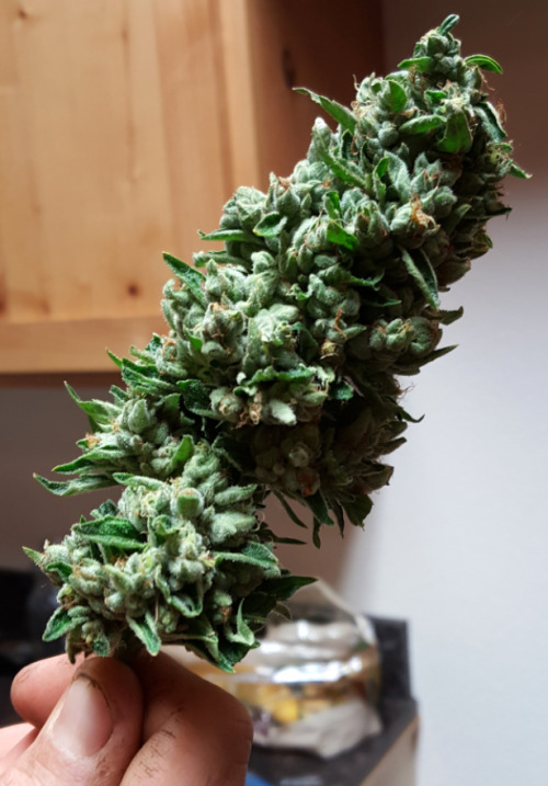 fresh bud