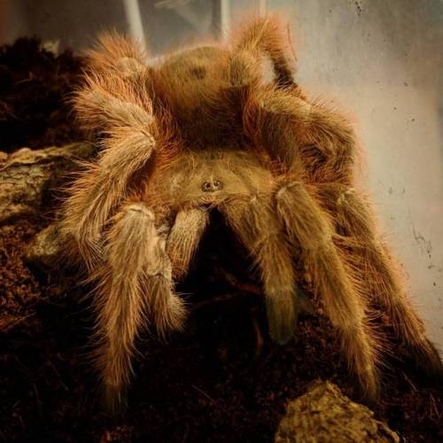 #nhandutripepii #tarantulas #arachnids #tarantulasofinstagram #nhandu