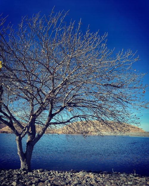 Tree. Reservoir. Rocks. Sky. #contralomaregionalpark