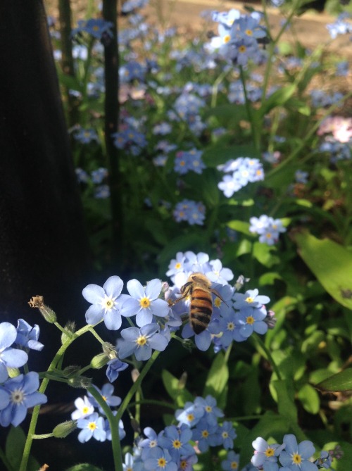 poltergeists-for-sidekicks:my favourite part of spring is all the forget-me-nots in bloom