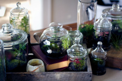 moonandtrees:  Mini Terranium on We Heart