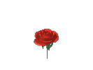 bleed-thru:  corny rose gifs. I wonder if people actually think these are romantic?