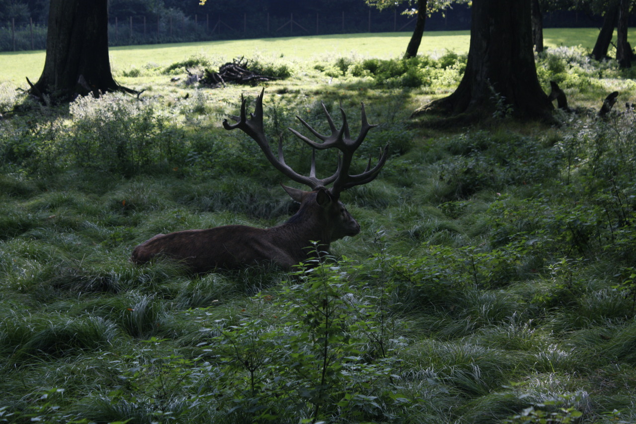 90377:  october forest ‘15 