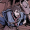 Reblog if you love your OCs or other people's OCs no matter how cliche they are