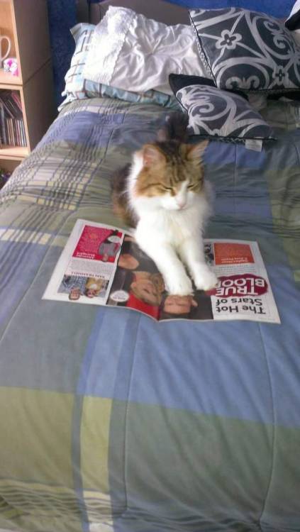 animaprincess1:Gossip magazines, not just for people @mostlycatsmostly