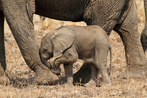 Elephants are born nearly blind, so a calf relies on its sense of smell and mother’s touch in 