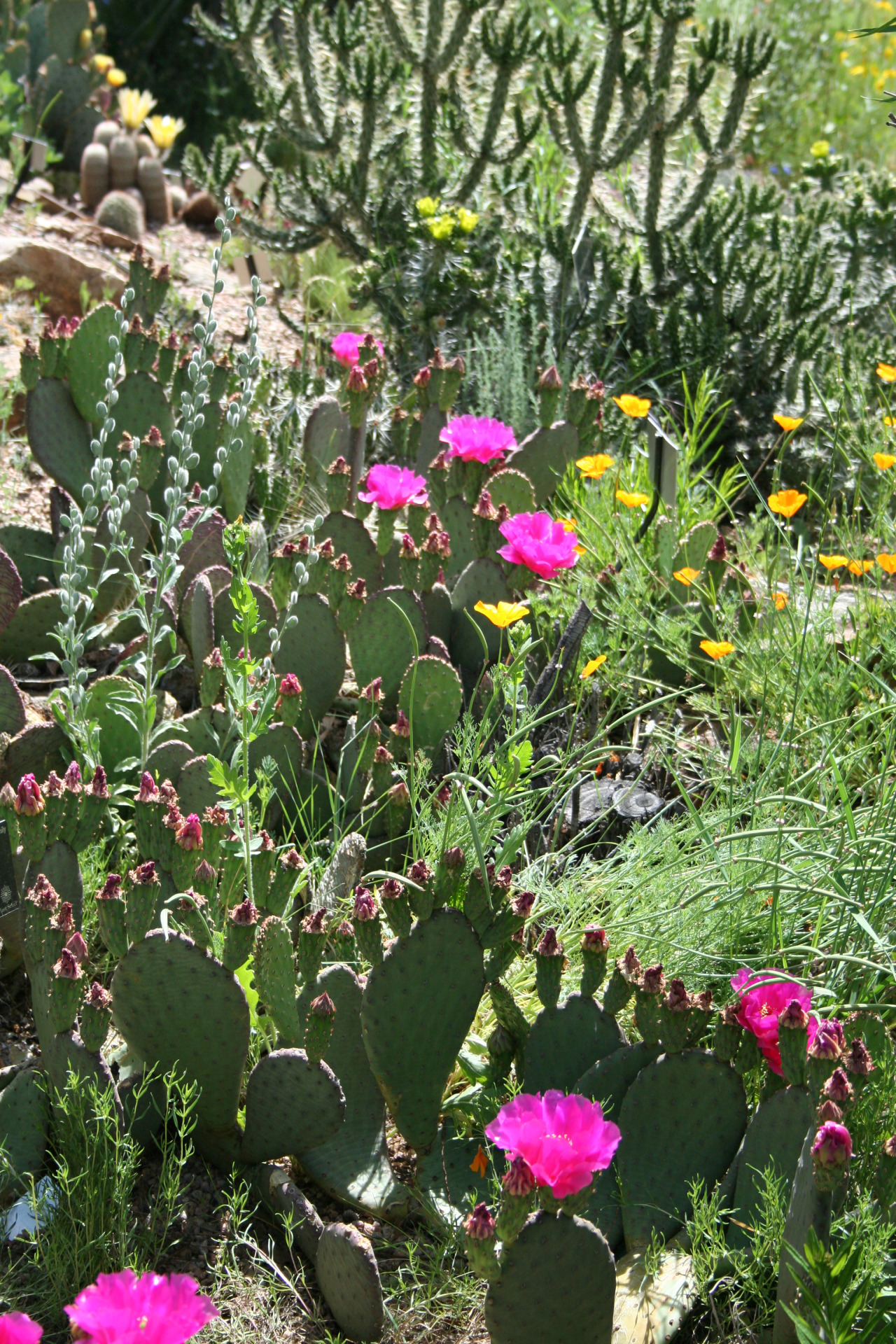 We’ve been in the Dryland Mesa garden at the Denver Botanic Gardens for over a week now, so here is a final parting shot (and one of my favorites from the entire trip). How about we move on to a few more spots in the gardens?
Did you miss some of the...