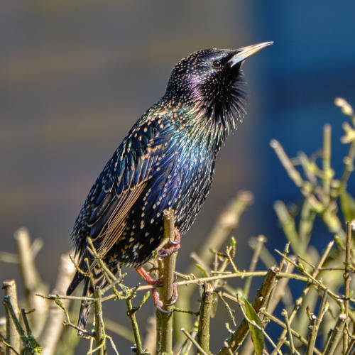 True colours. The starlings have been back for a few weeks. (28.2./6.3.22)