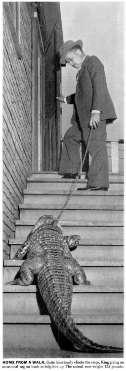Gatie the alligator, 1948. 1 - After a bath, Gatie the Chicago Alligator braces himself on his hind legs as his master rubs his scaly skin dry beside the living room stove.