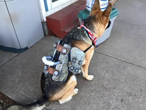 thespectacularspider-girl:theomeganerd:Fallout 4 - Dogmeat Cosplay by WexyLex-pounds table-This is t