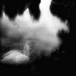 tunguska-rdm:  de swan on Flickr. 