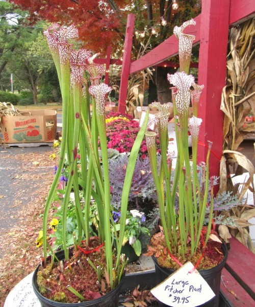 Stopped at this place to eat and they were selling pitcher plants and sundews along with pumpkins an