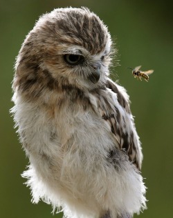 becausebirds:  What’s this? What’s this?