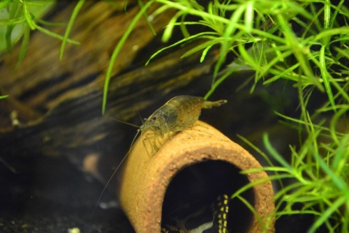 cobitoidea:Berried amano shrimp. Too bad eggs will not hatch in freshwater.