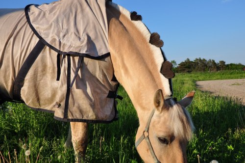 conformationallycompromised:  slideintomyheart:  justbetsycostumes:  You want to know what the best thing was about Frozen? The fjord horses. Yes, you actually can shave their manes into different 2-tone patterns.  Holy crap that’s so cool!  That’s