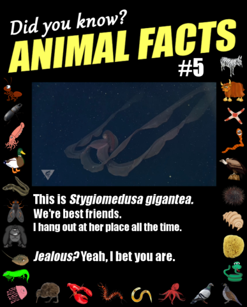 animal facts